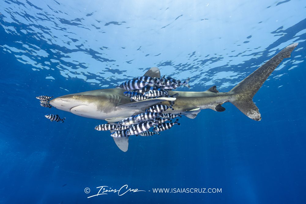 MakoPako Tiburones en el cantábrico