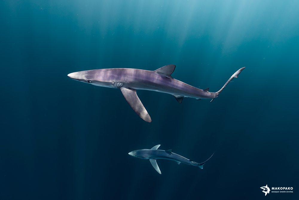 MakoPako Tiburones en el cantábrico