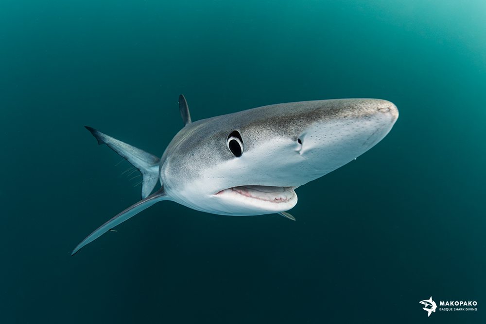 MakoPako Tiburones en el cantábrico