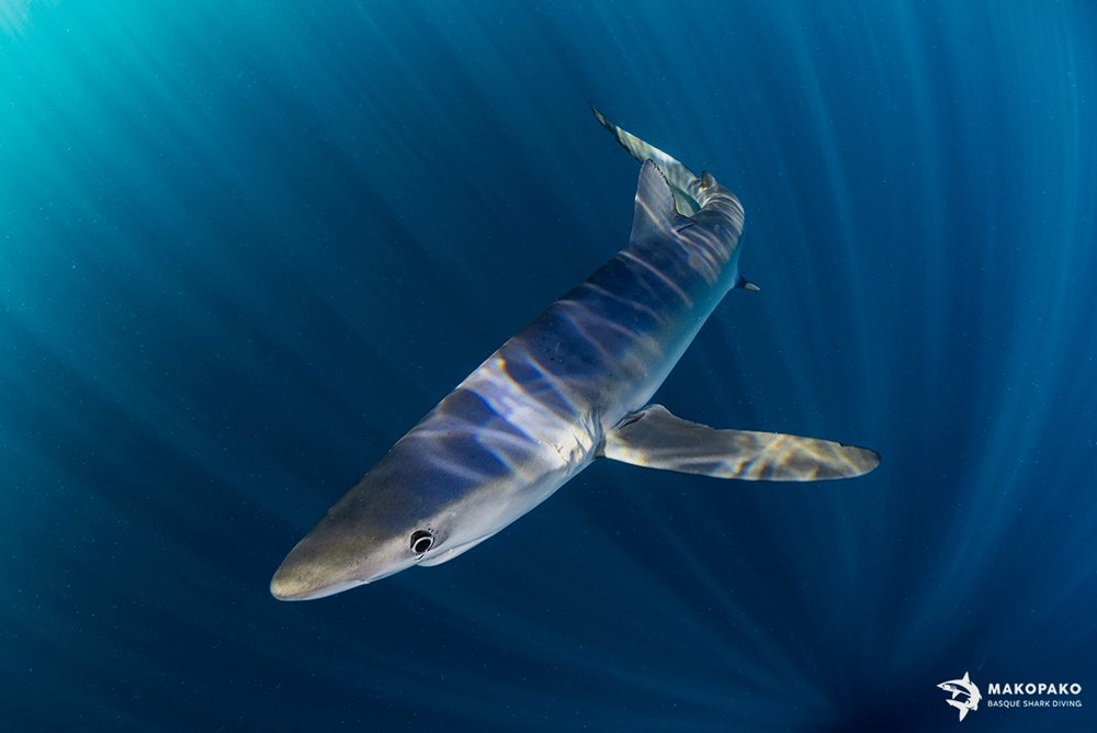 Mako Pako - Snorkel con tiburones