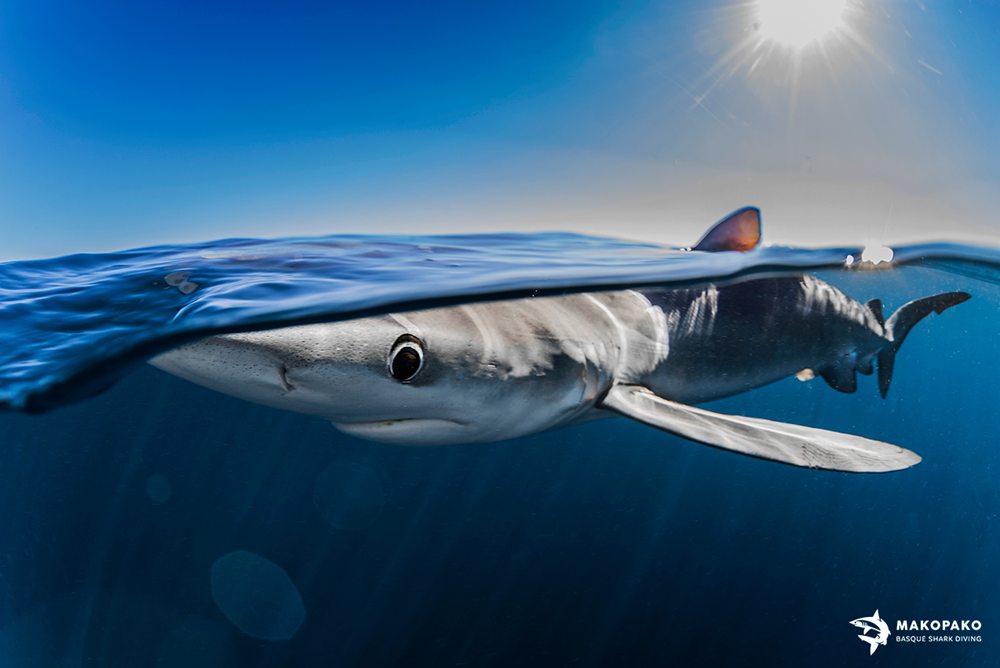 Mako Pako - tiburones en el cantábrico