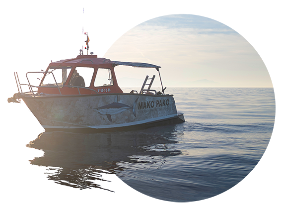 Mako Pako Shark Diving Zumaia Mako Pako Shark Diving Zumaia