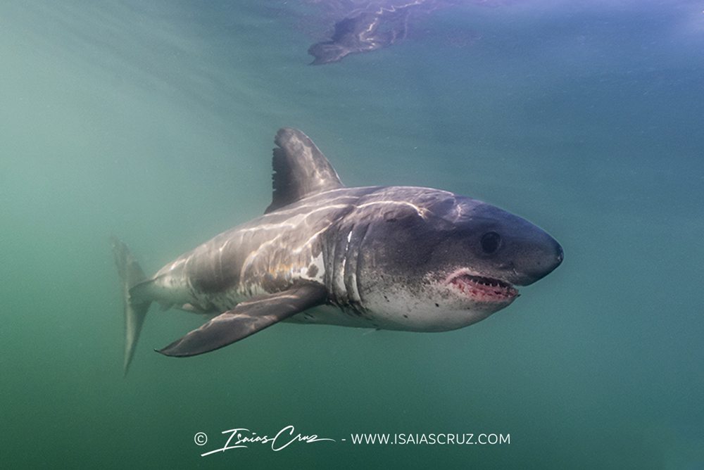 Mako Pako - Snorkel con tiburones