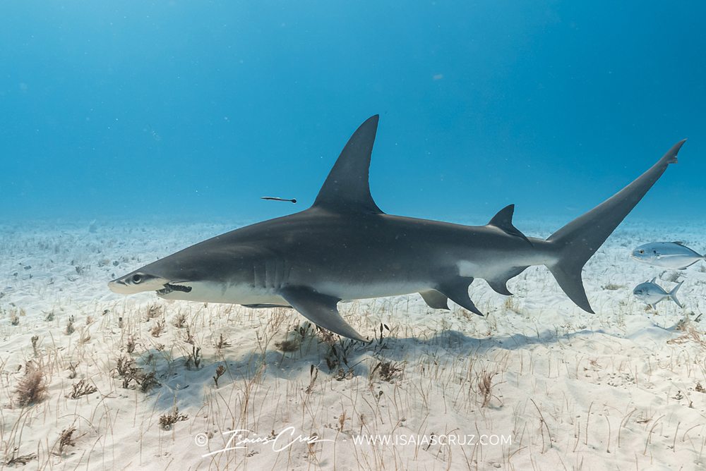 Mako Pako - Libro tiburones