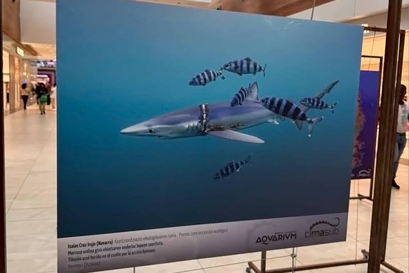 cimasub (5) Cimasub 2025