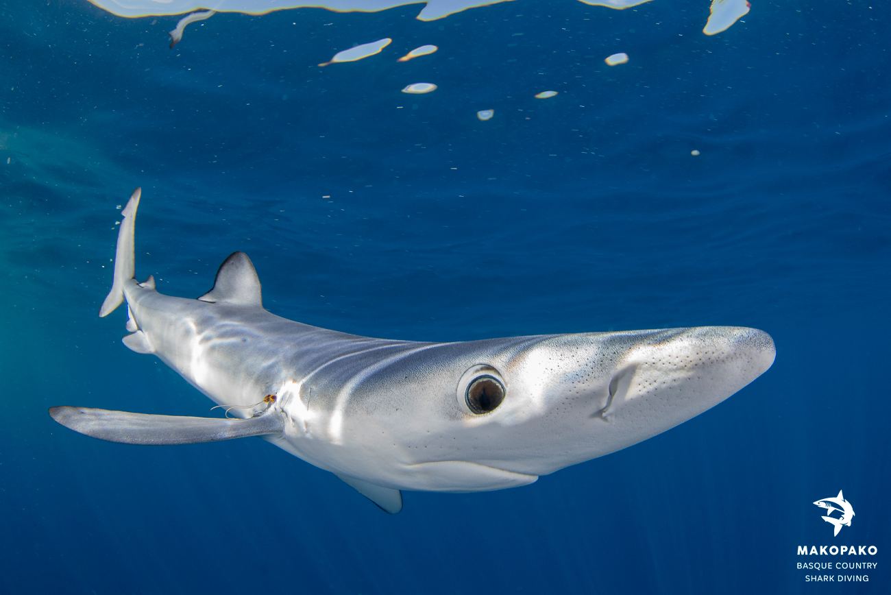 cronica temporada 2025 1 Temporada 2025 Mako Pako