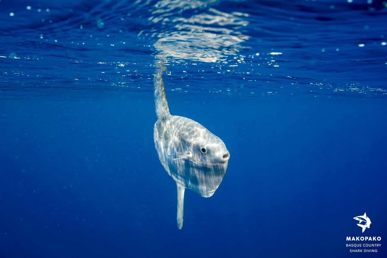 cronica temporada 2025 2