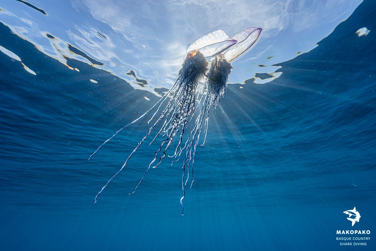 cronica temporada 2025 5 MakoPako Tiburones en el cantábrico