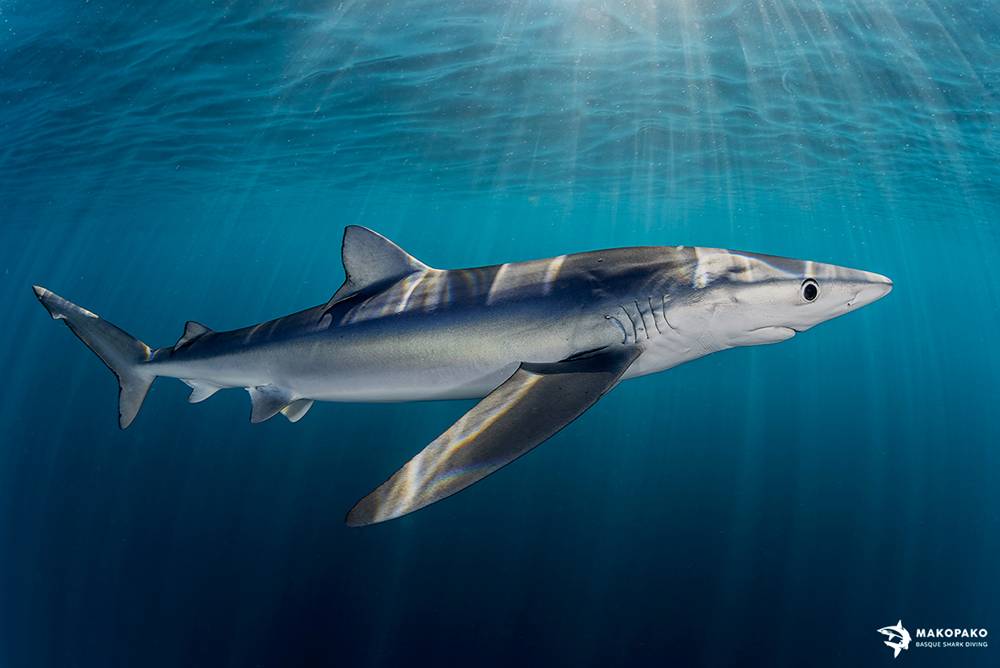 Mako Pako - tiburones en el cantábrico
