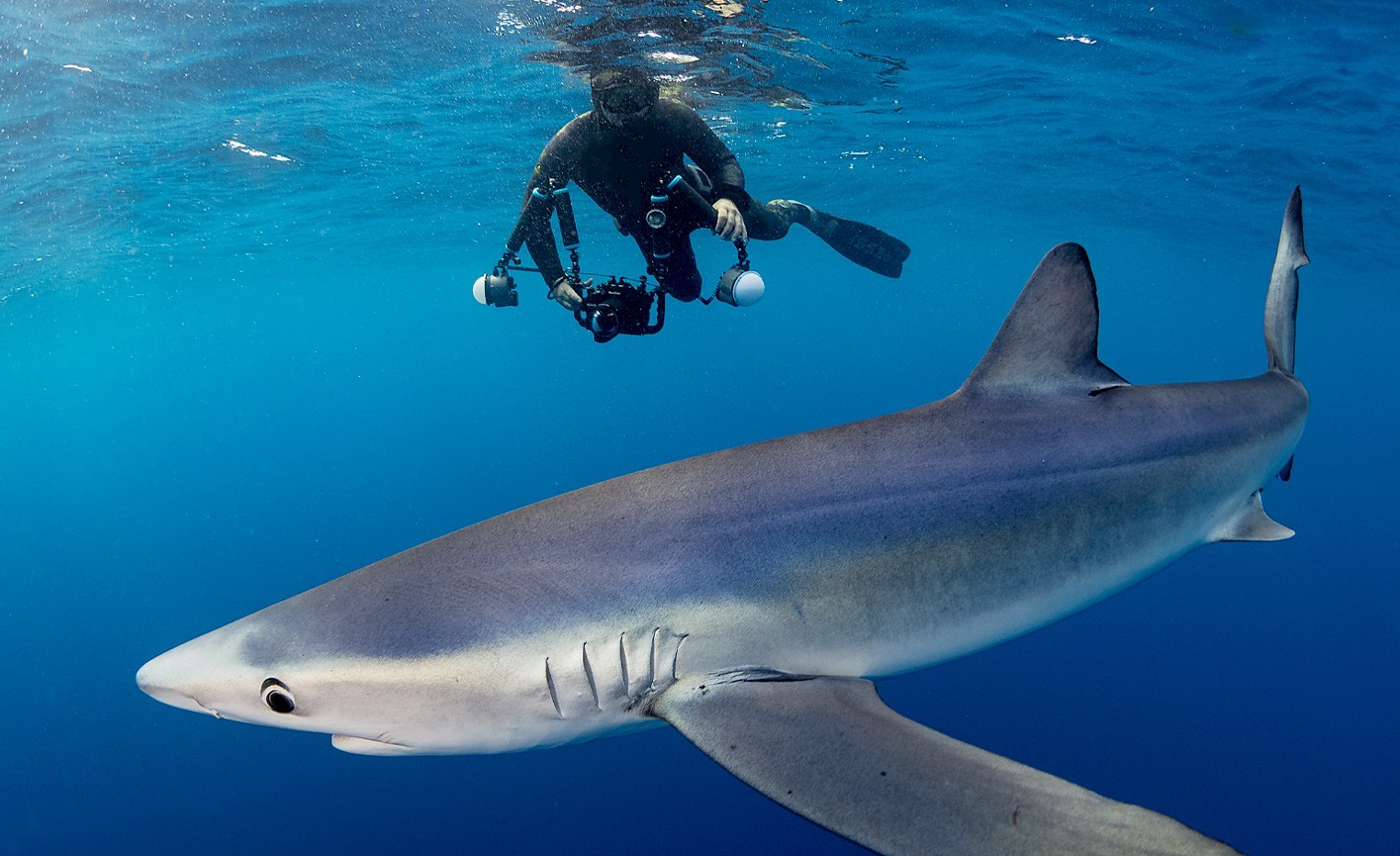Tiburones en Zumaia