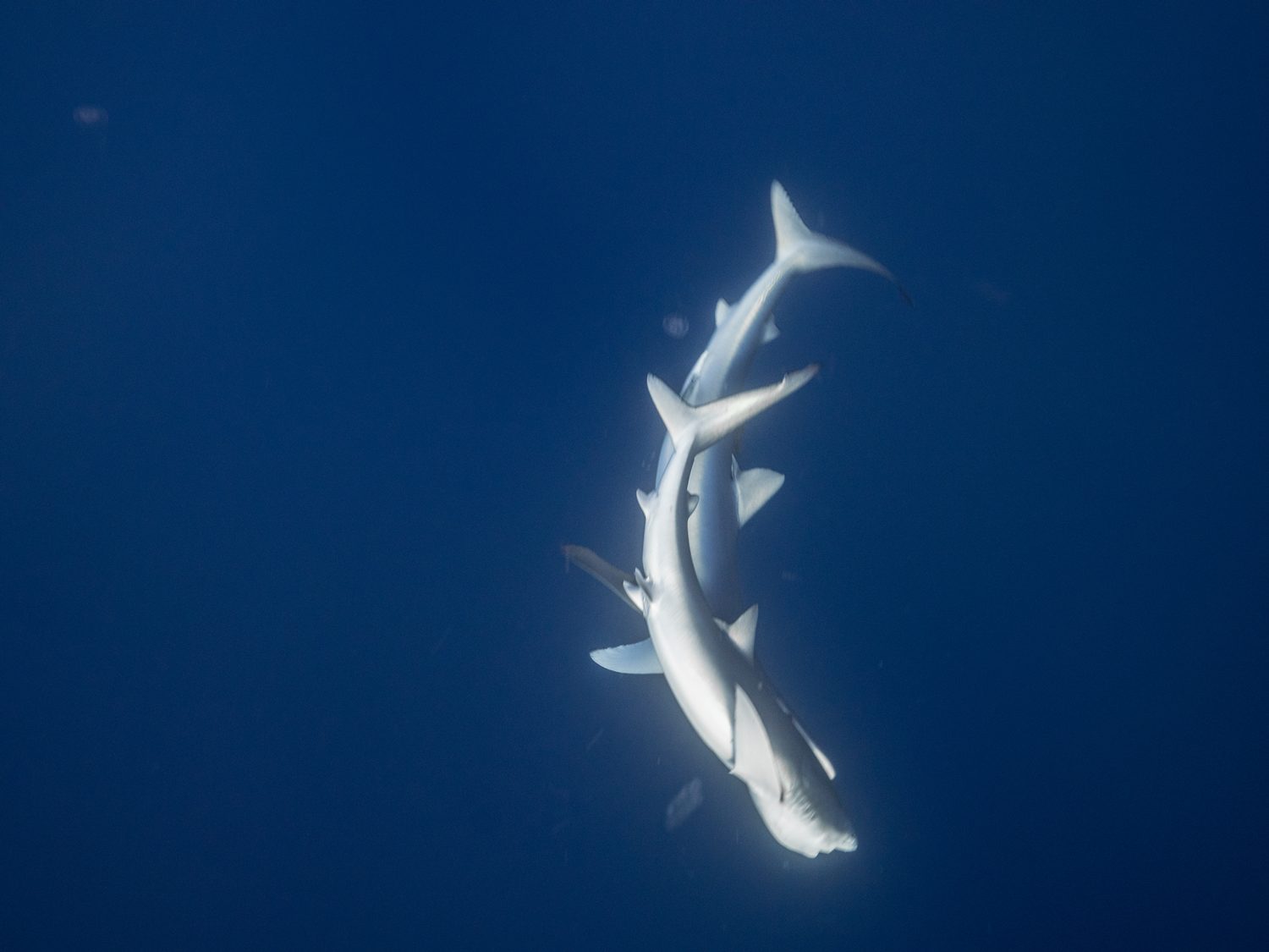 Área de interés de la Costa Vasca
