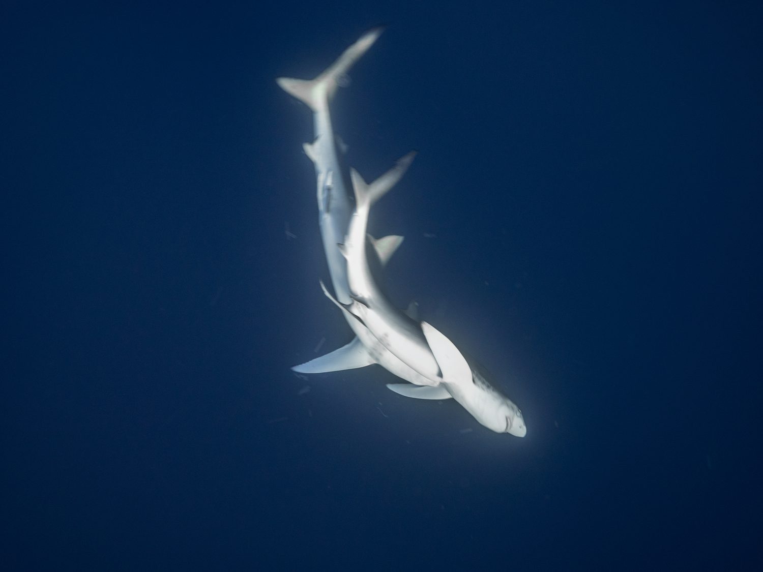 MakoPako Tiburones en el cantábrico
