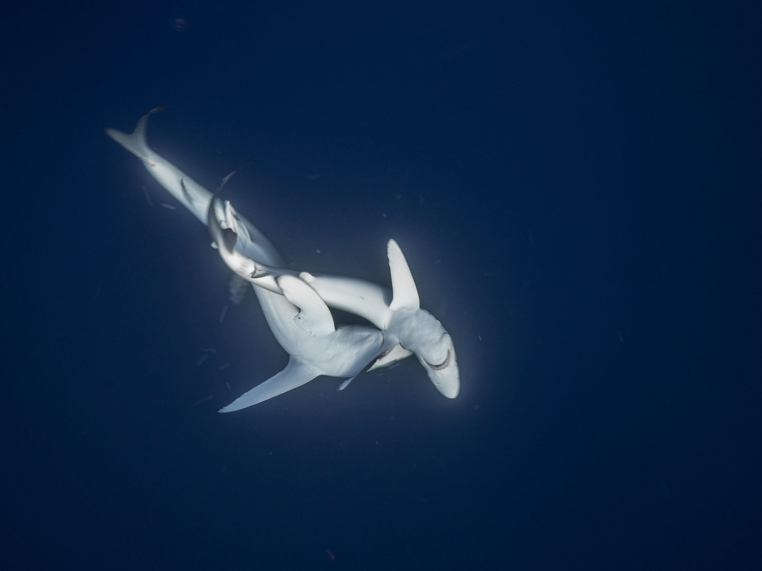 MakoPako Tiburones en el cantábrico