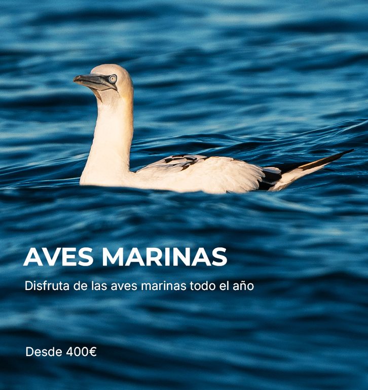 Visualizacion aves marinas Visualizacion aves marinas