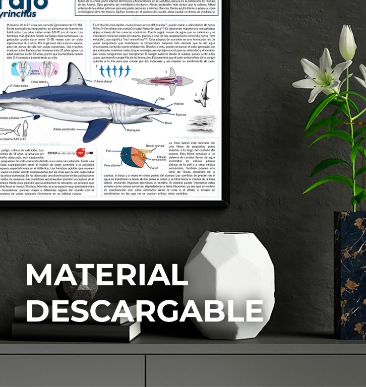 Material Descargable Mako Pako - Material descargable