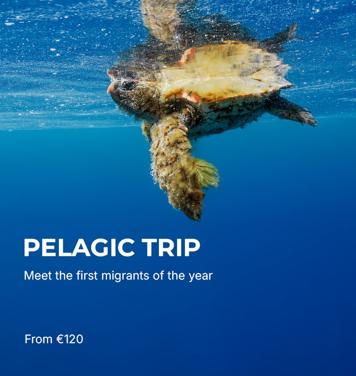 Pelagic Trip Pelagic Trip