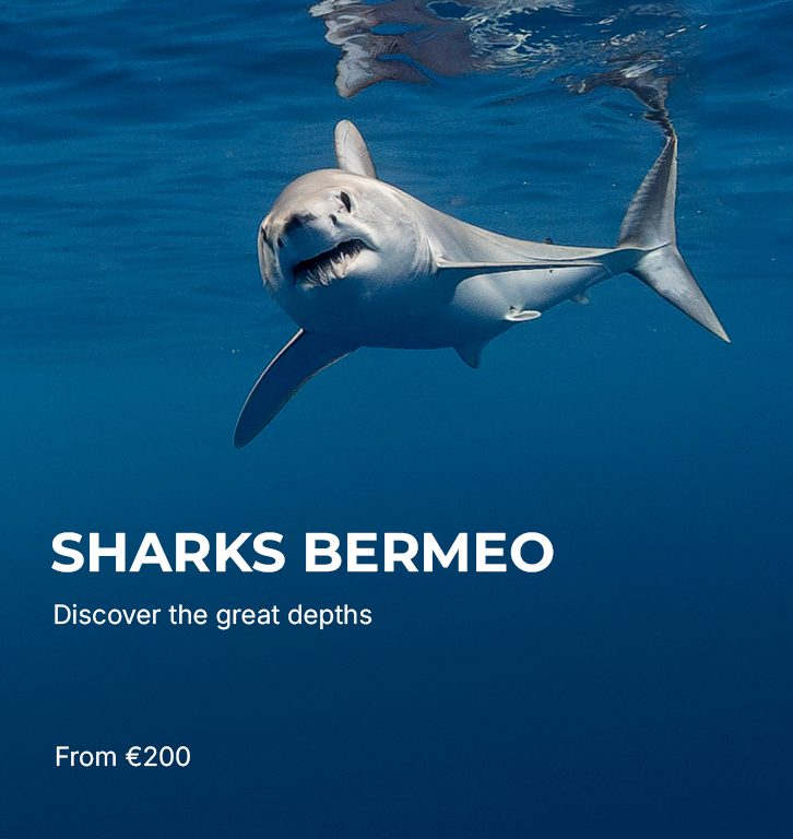 Sharks Bermeo