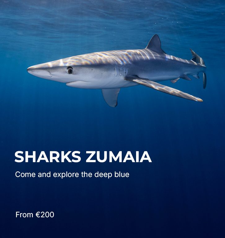 Sharks Zumaia Sharks Zumaia