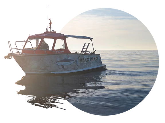 Mako Pako Shark Diving Zumaia