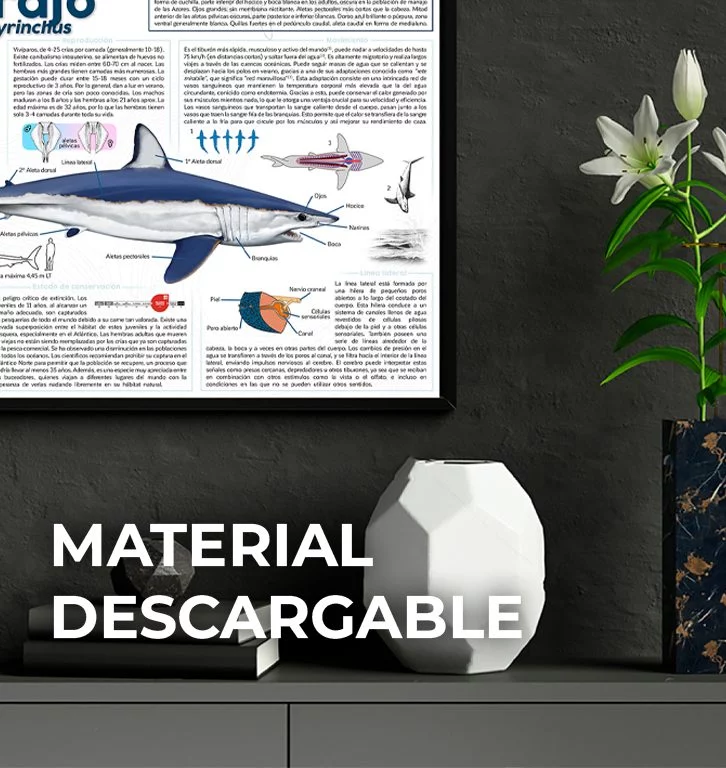 Mako Pako - Material descargable