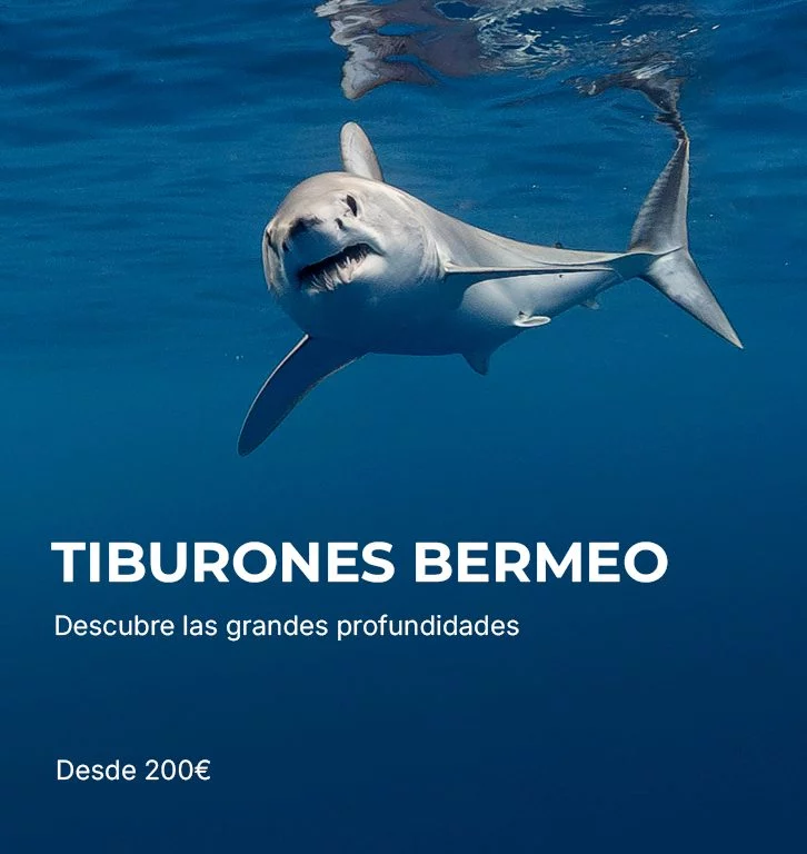 Snorkel con Tiburones en Bermeo