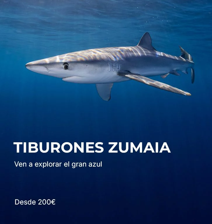 Snorkel con tiburones en Zumaia