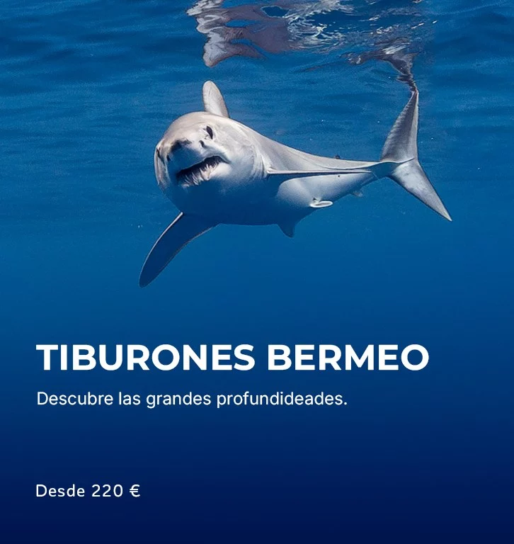 Snorkel con Tiburones en Bermeo